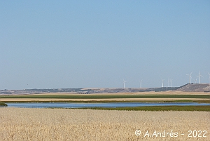 Laguna de Boada en junio