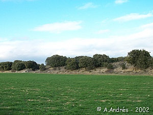 Muralla del castro